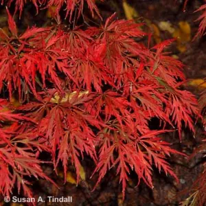 Acer Palmatum 'Garnet' Tree 30cm Tall (NL)