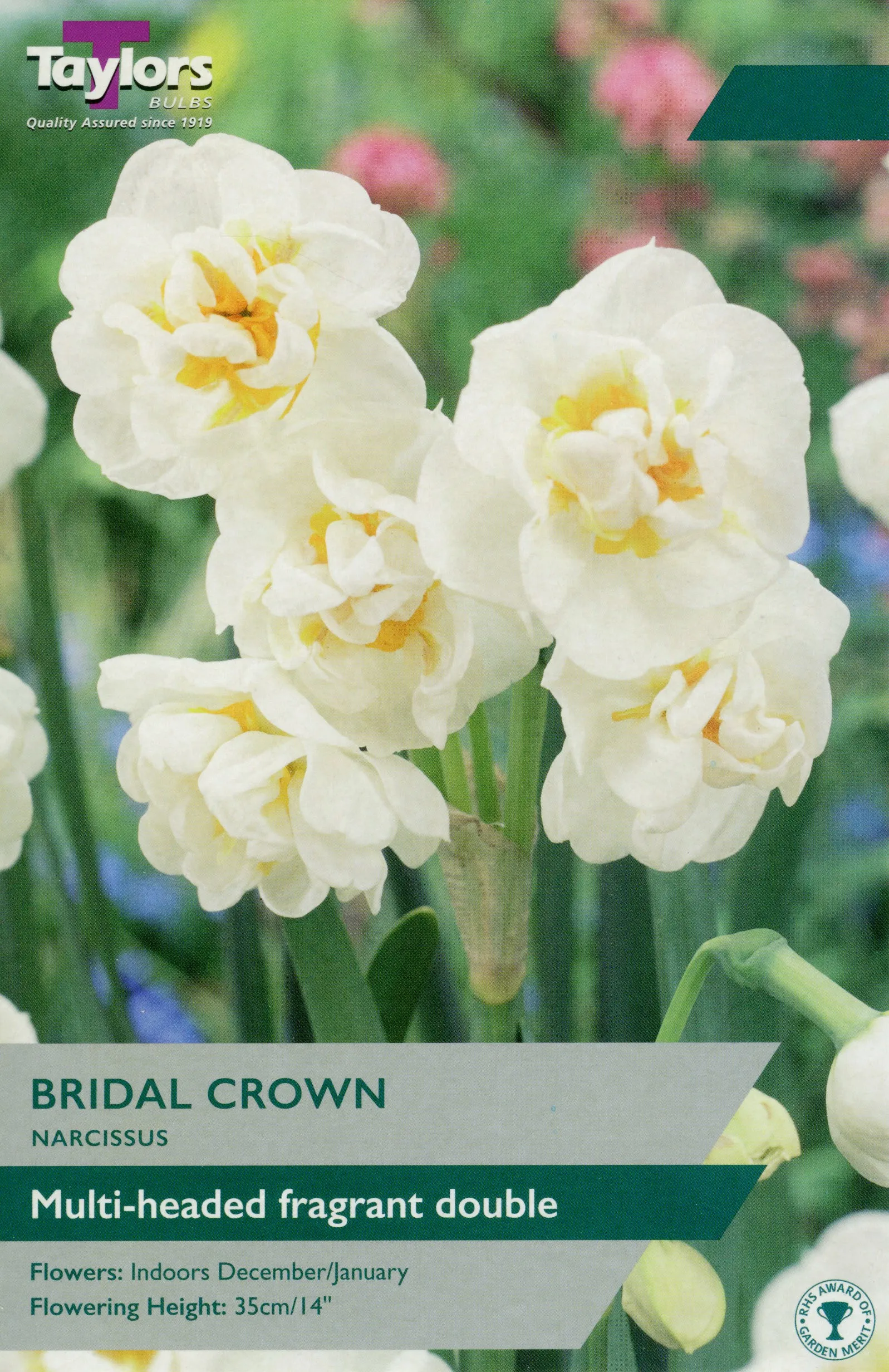 Bridal Crown Narcissus Daffodils