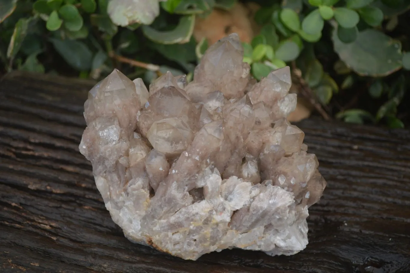 Natural White Phantom Smokey Quartz Cluster x 1 From Luena, Congo